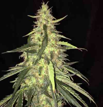S.A.G.E. CBD > TH Seeds | Feminized Marijuana   |  hybrid